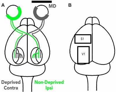 Experience-Dependent Changes in Myelin Basic Protein Expression in Adult Visual and Somatosensory Cortex